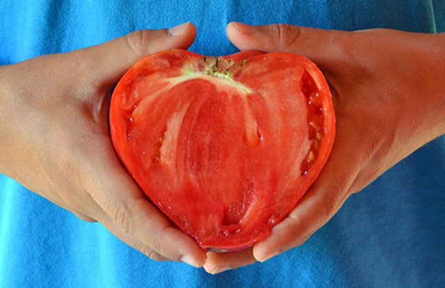 Cà chua còn có nhiều công dụng trong việc hình thành xương và răng