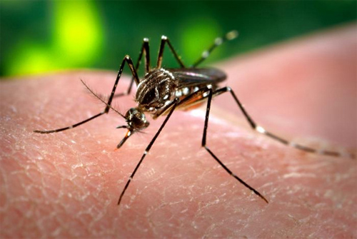 muỗi đốt là nguyên nhân gây sốt xuất huyết
