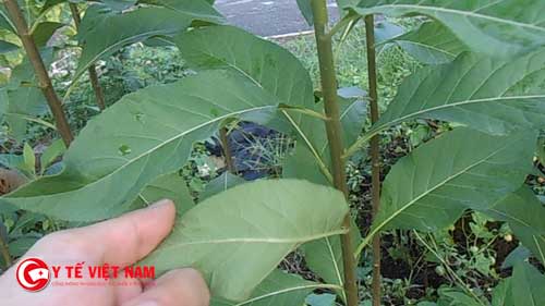 Cây hoàng liên ô rô chính là cây mật gấu ở Việt Nam