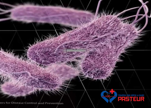 Nhiễm khuẩn Salmonella có nguồn gốc từ đâu?