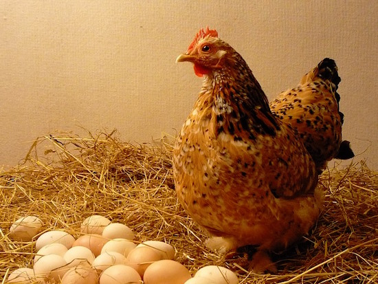 Vì sao gà ở Nhật Bản có thể đẻ ra trứng để làm thuốc?