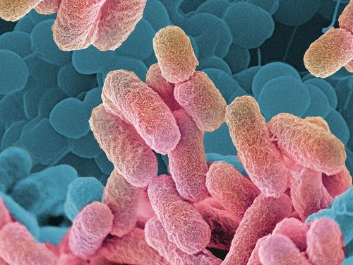 Vi khuẩn lao có tên là Mycobacterium tuberculosis 