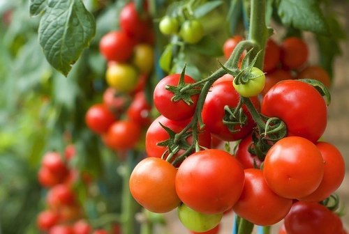 Cà chua chứa rất nhiều vitamin A và C giúp tăng cường thị lực