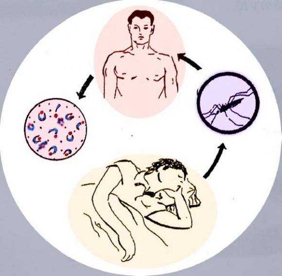 Nguyên nhân gây sốt rét và sốt xuất huyết cũng khác nhau