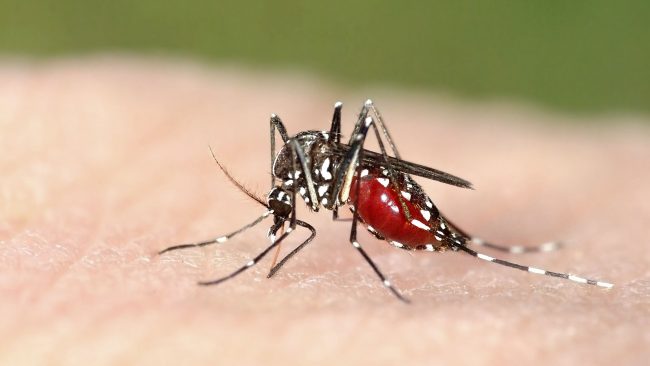Muỗi là vật trung gian lây sốt xuất huyết từ người này sang người khác