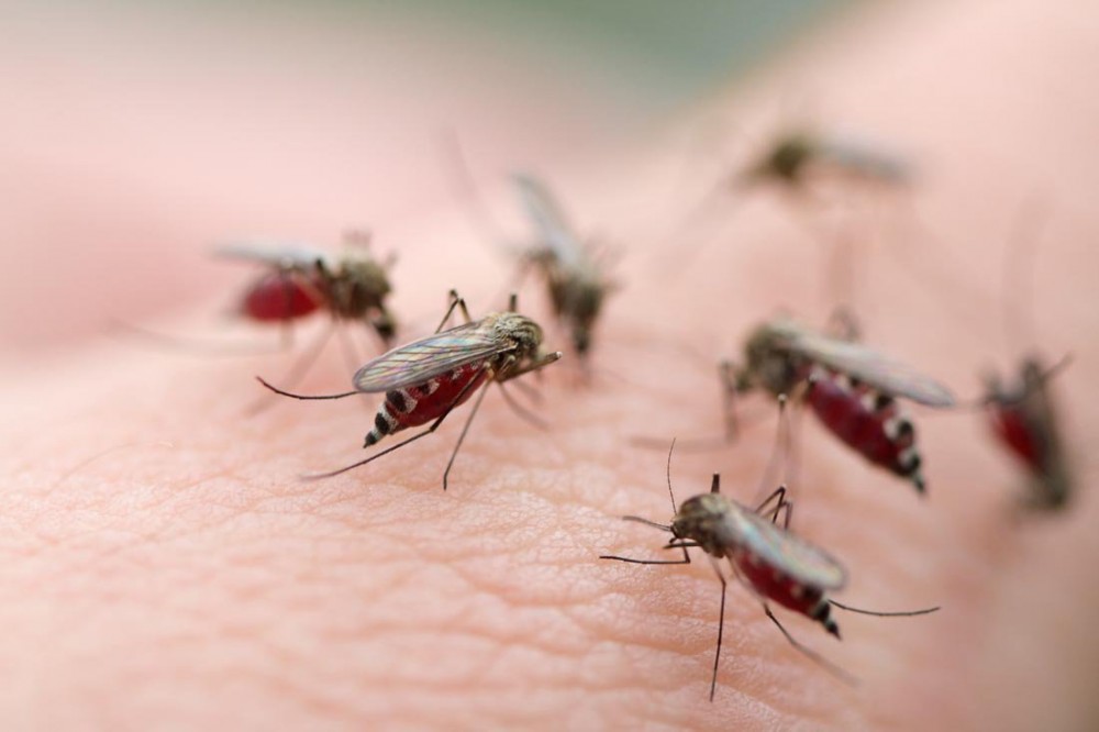 Muỗi là vật trung gian làm lây truyền bệnh sốt xuất huyết