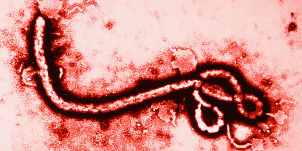 Cách phòng dịch sốt xuất huyết ebola hiệu quả nhất