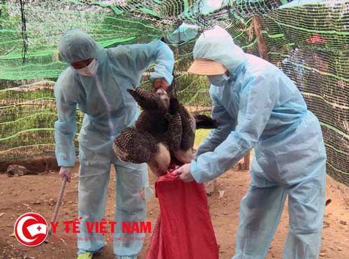 Tiêu hủy gần 2.000 gia cầm tại Phú Yên nơi có ổ dịch H5N6