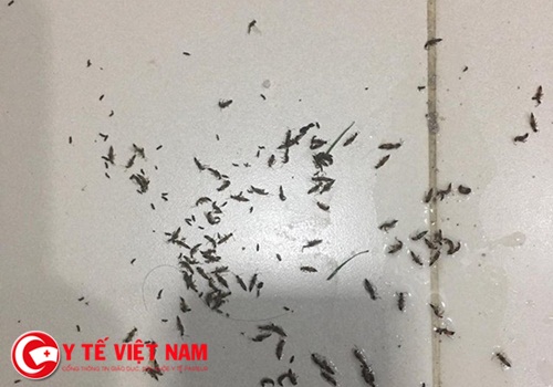 Dân cư chung cư ở Hà Nội lo lắng vì sự tấn công của kiến ba khoang