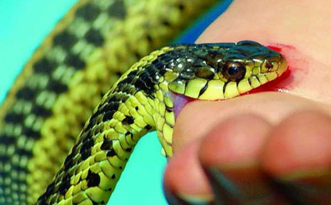Dấu hiệu gì để xác định loại rắn cắn là rắn nào