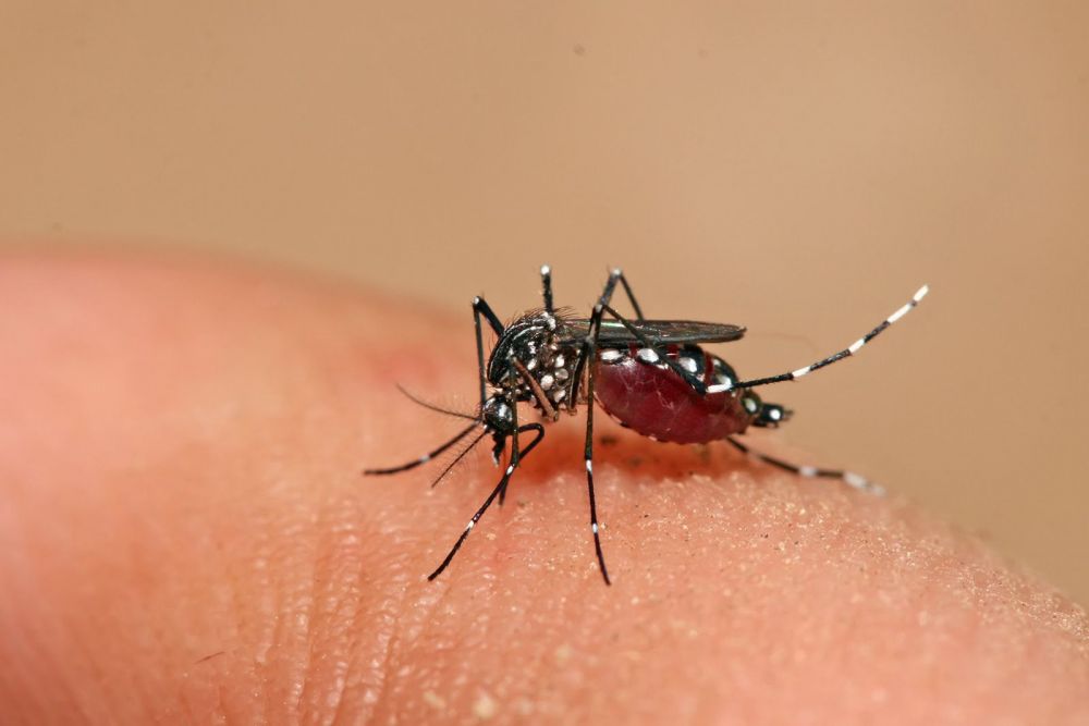 Sốt xuất huyết do muỗi trung gian truyền bệnh