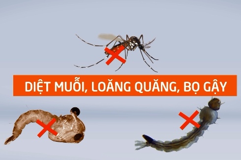 Tiêu diệt bọ gậy, loăng quăng để phòng bệnh sốt xuất huyết