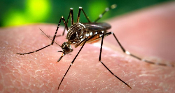 Muỗi chứa vi khuẩn giúp con người kháng được nhiều loại virut gây bệnh