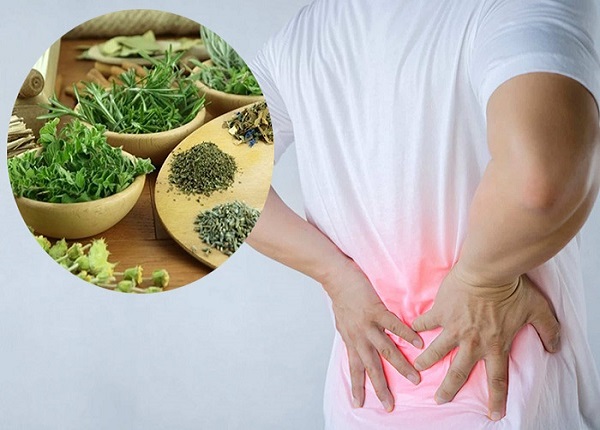 3 bài thuốc chữa đau lưng từ thảo dược vô cùng hiệu quả