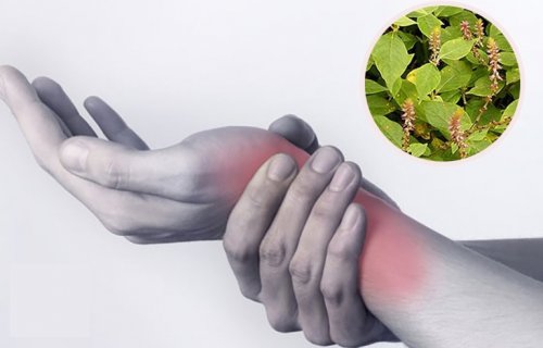 3 Bài thuốc từ cỏ xước chữa đau nhức xương khớp