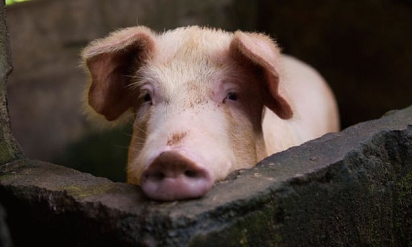 COVID-19 chưa hết, Trung Quốc phát hiện thêm dịch cúm lợn mới