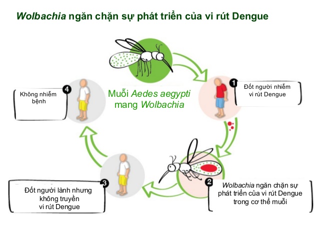 Sốt xuất huyết Dengue bệnh học được biểu hiện như thế nào?